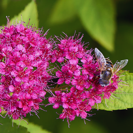 Japanese_Spirea