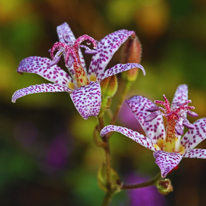 Japanese_Toad_Lily