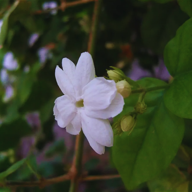 Jasminum_sambac