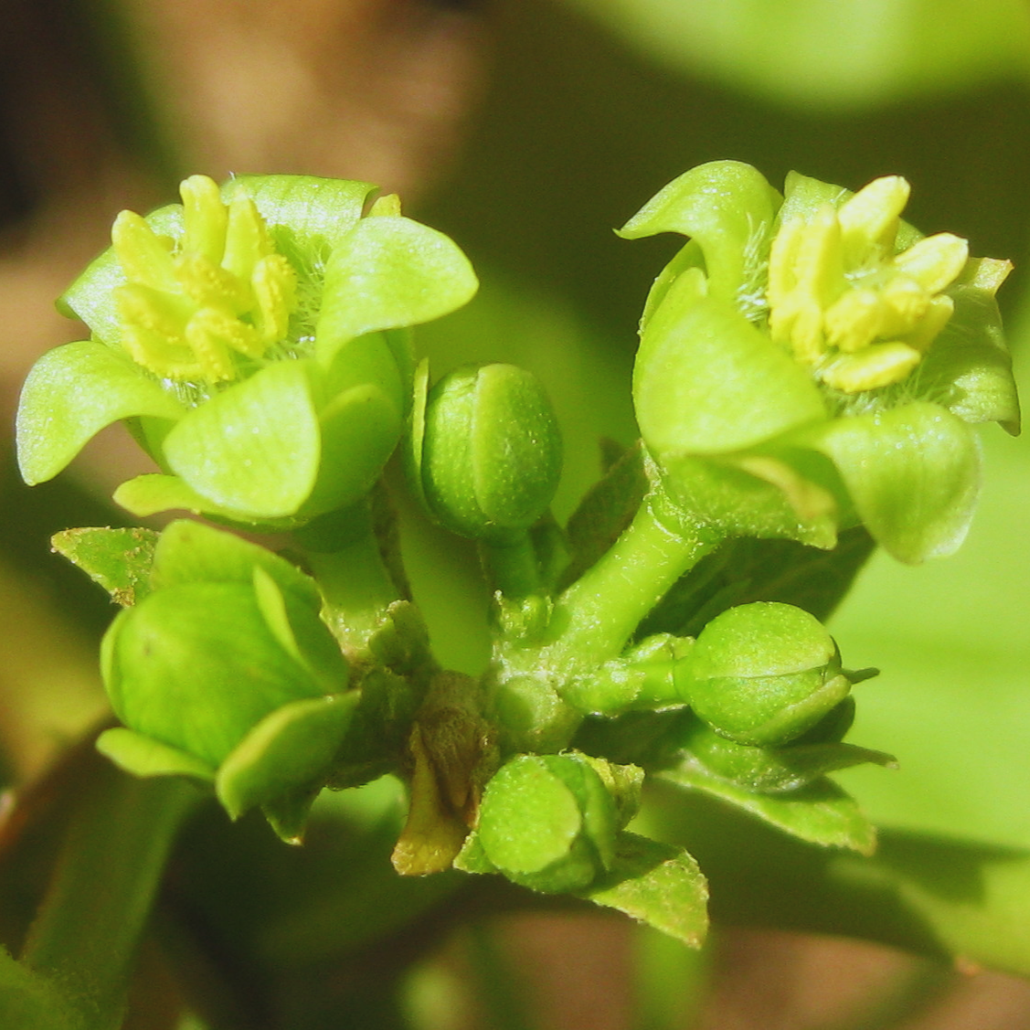 Jatropha_Curcas