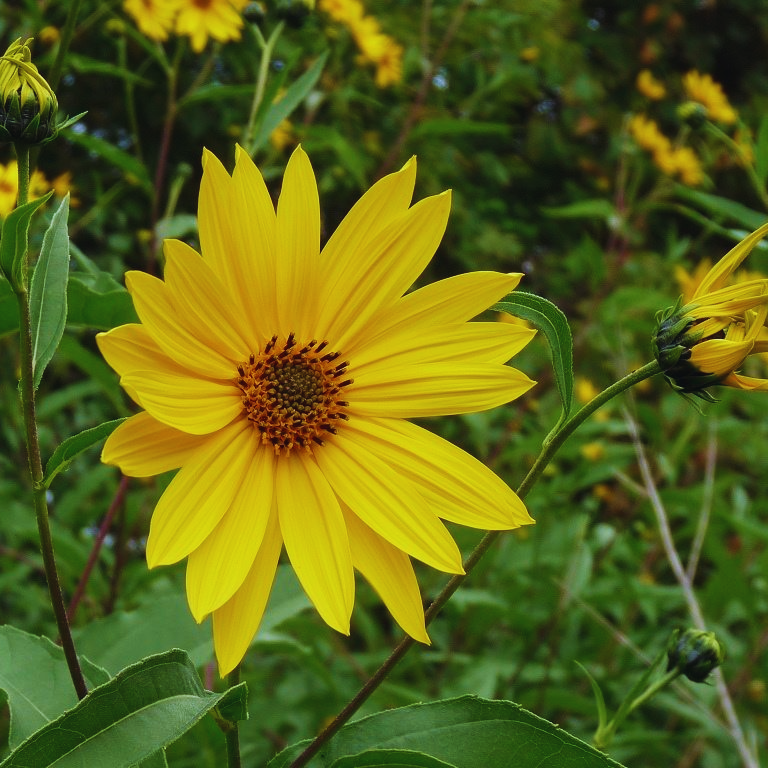 Jerusalem_Artichoke