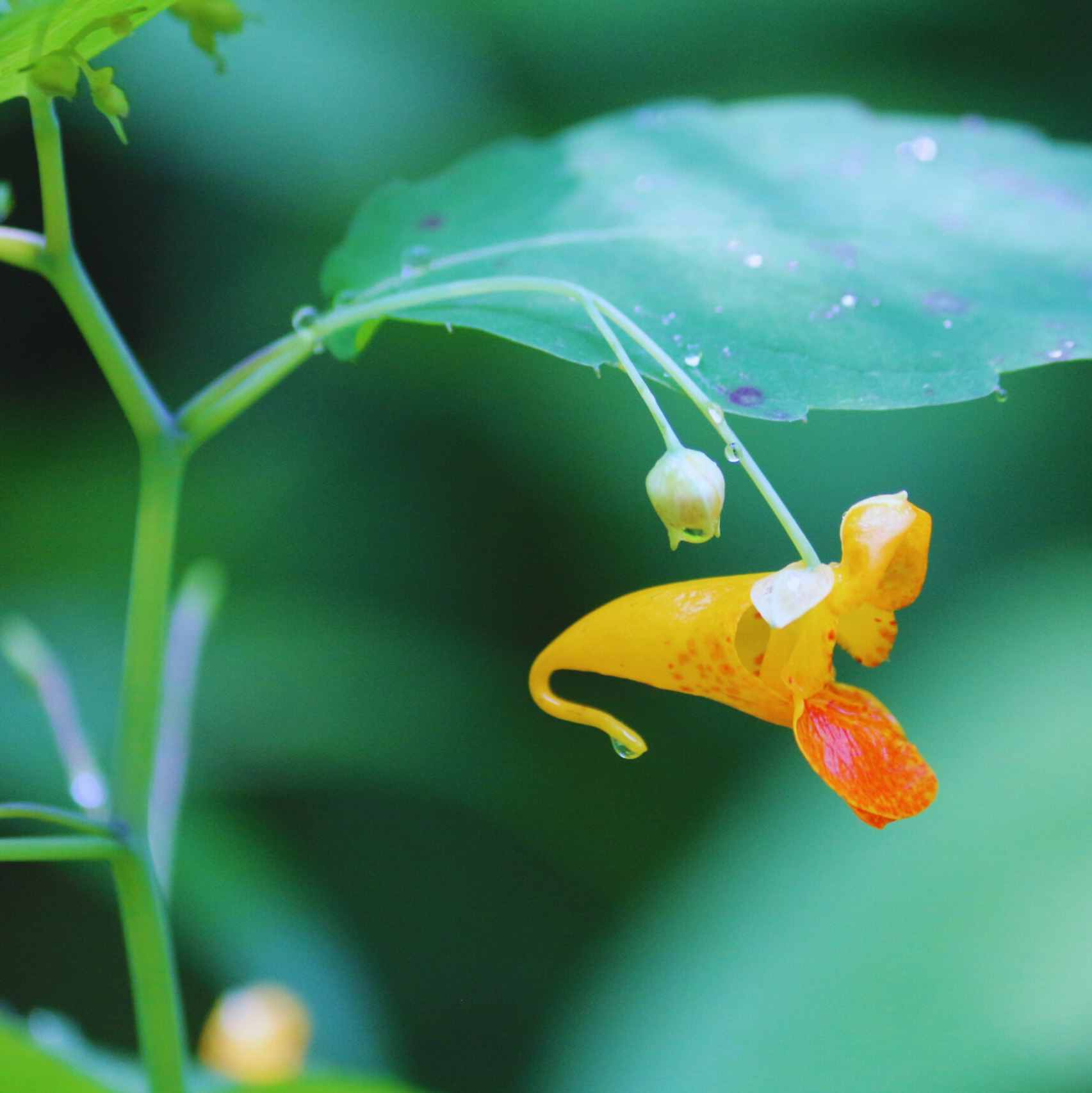 Jewelweed