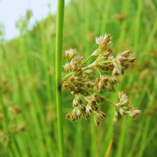 Juncus