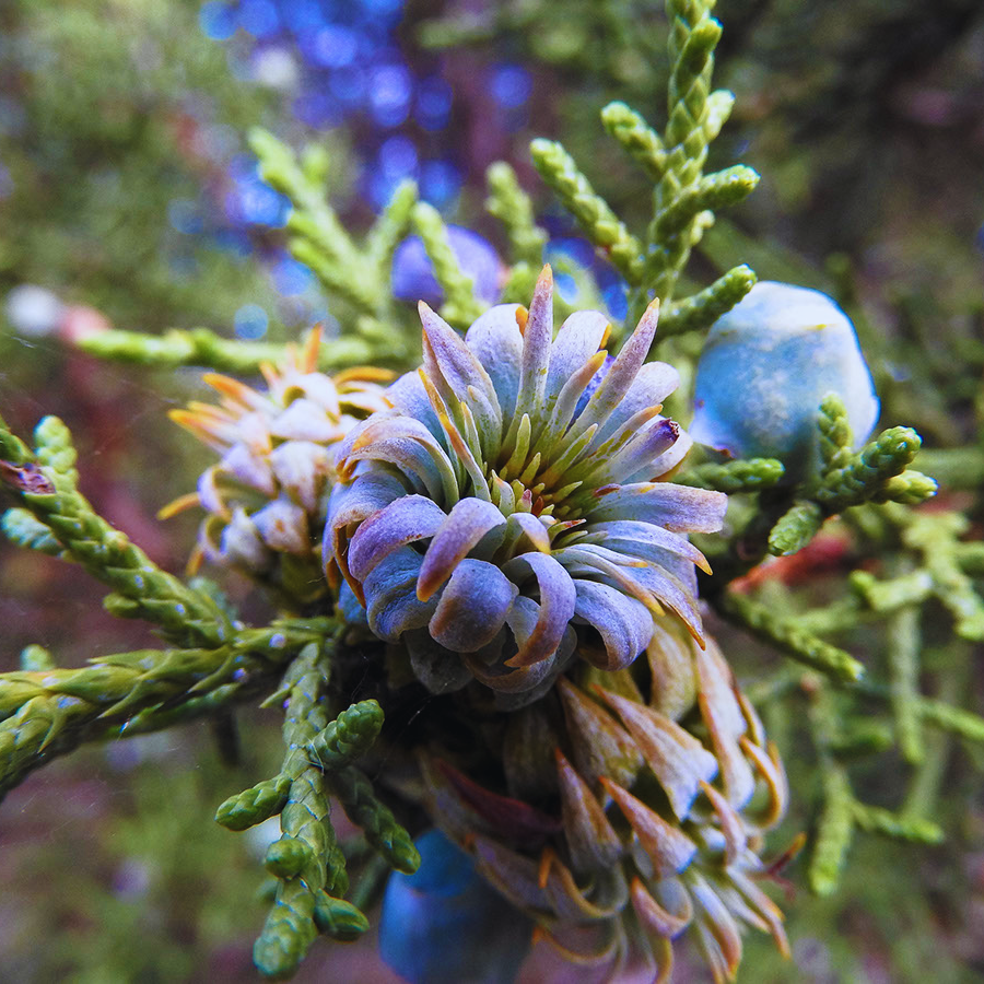 Juniper_Berry