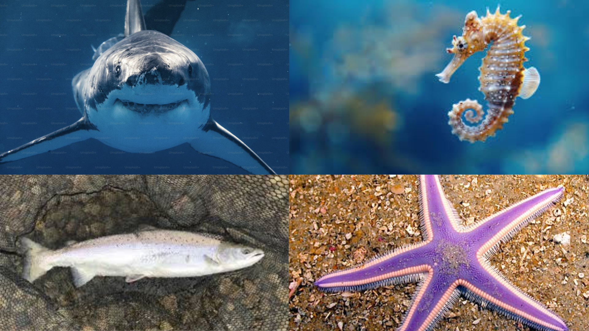 Marine_Animals_that_start_with_S