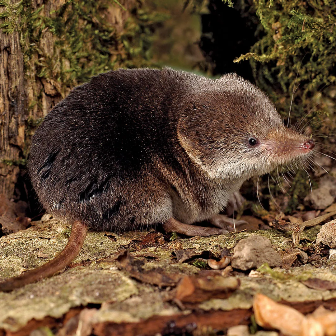 Pacific_Shrew