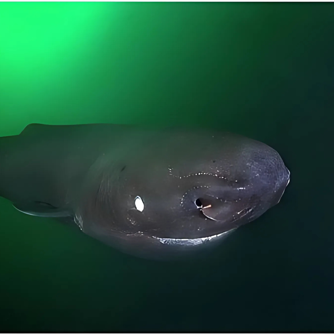 Pacific_Sleeper_Shark