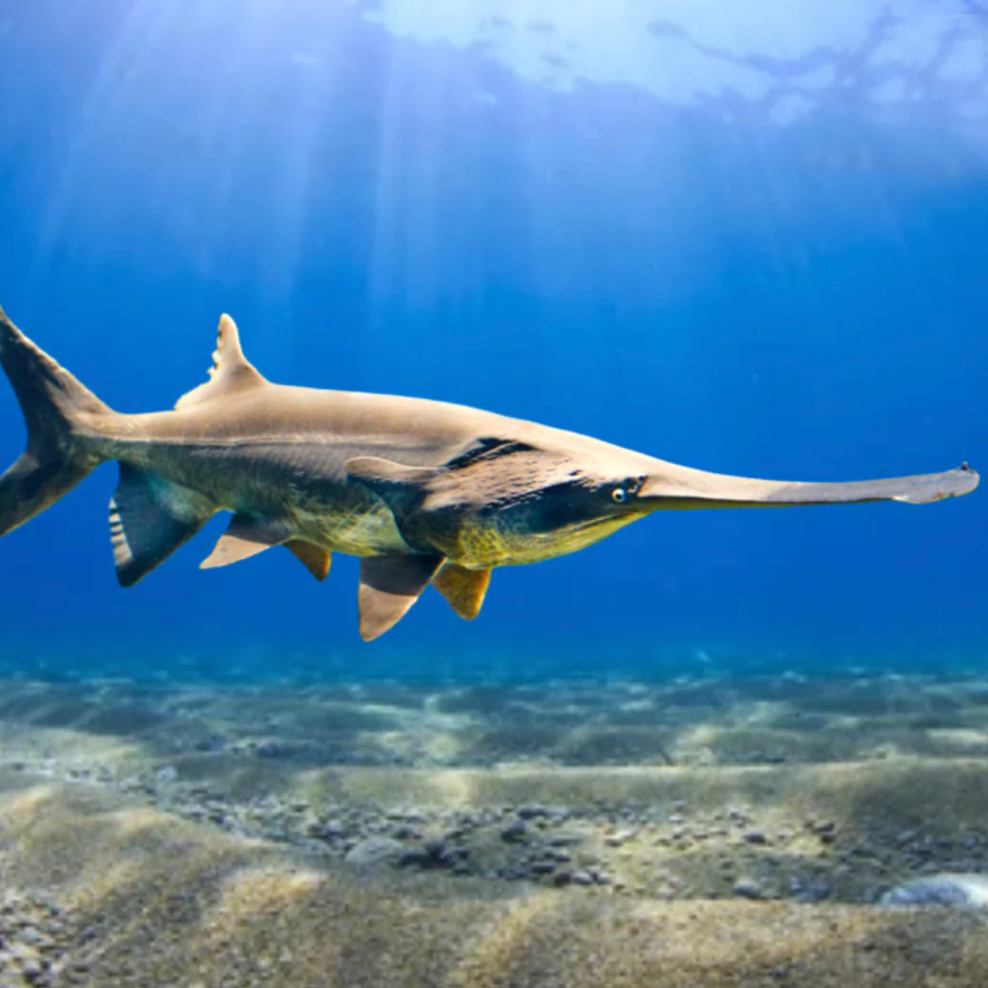 Paddlefish