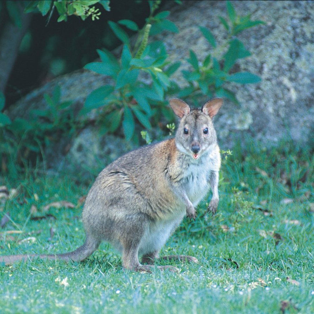 Pademelon