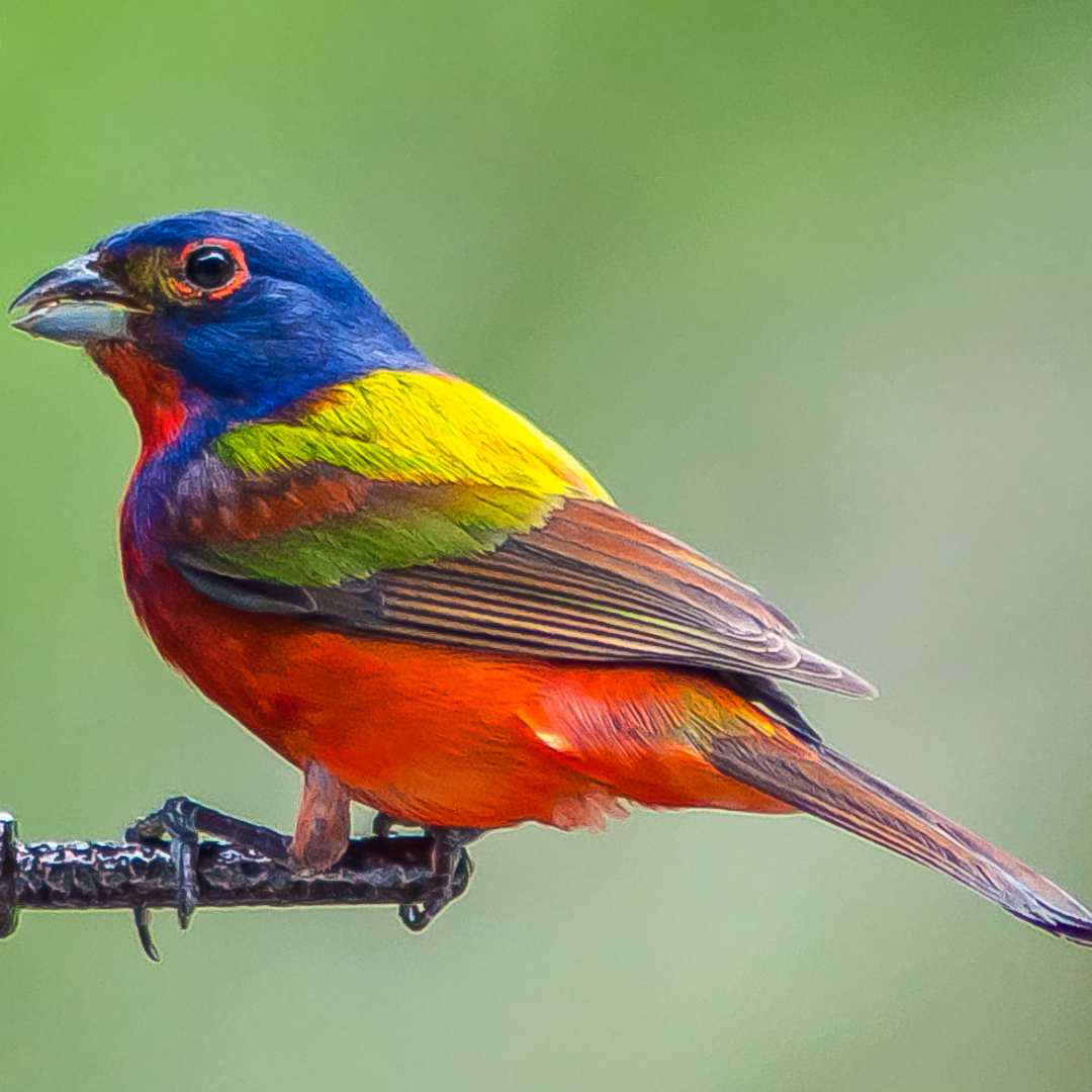 Painted_Bunting