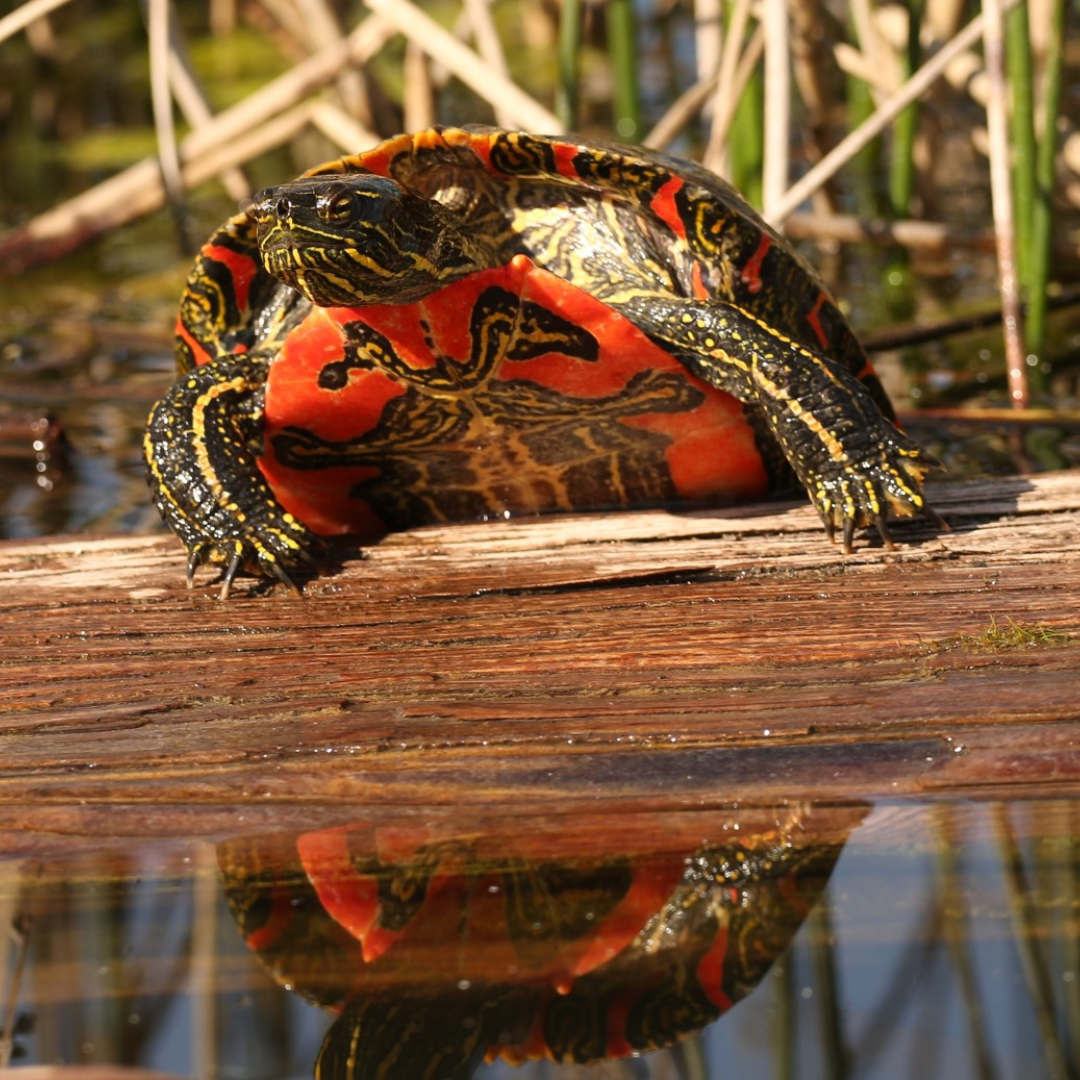 Painted_Turtle