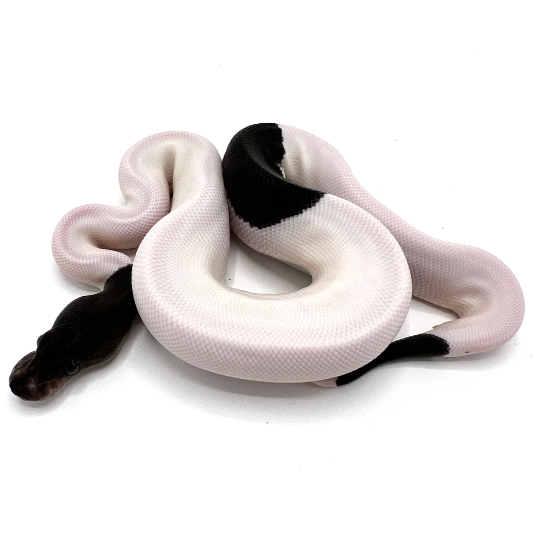 Panda_Pied_Ball_Python