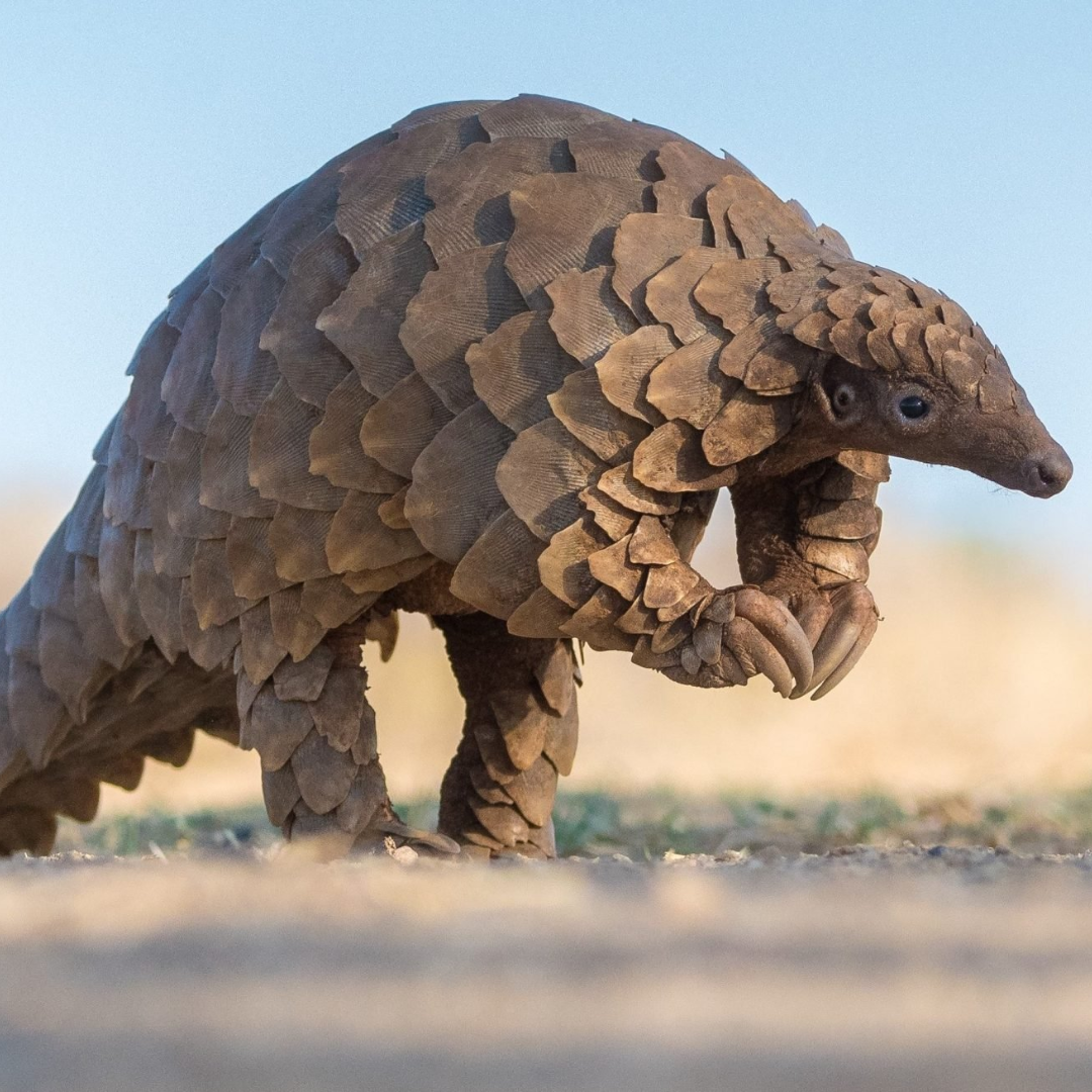 Pangolin