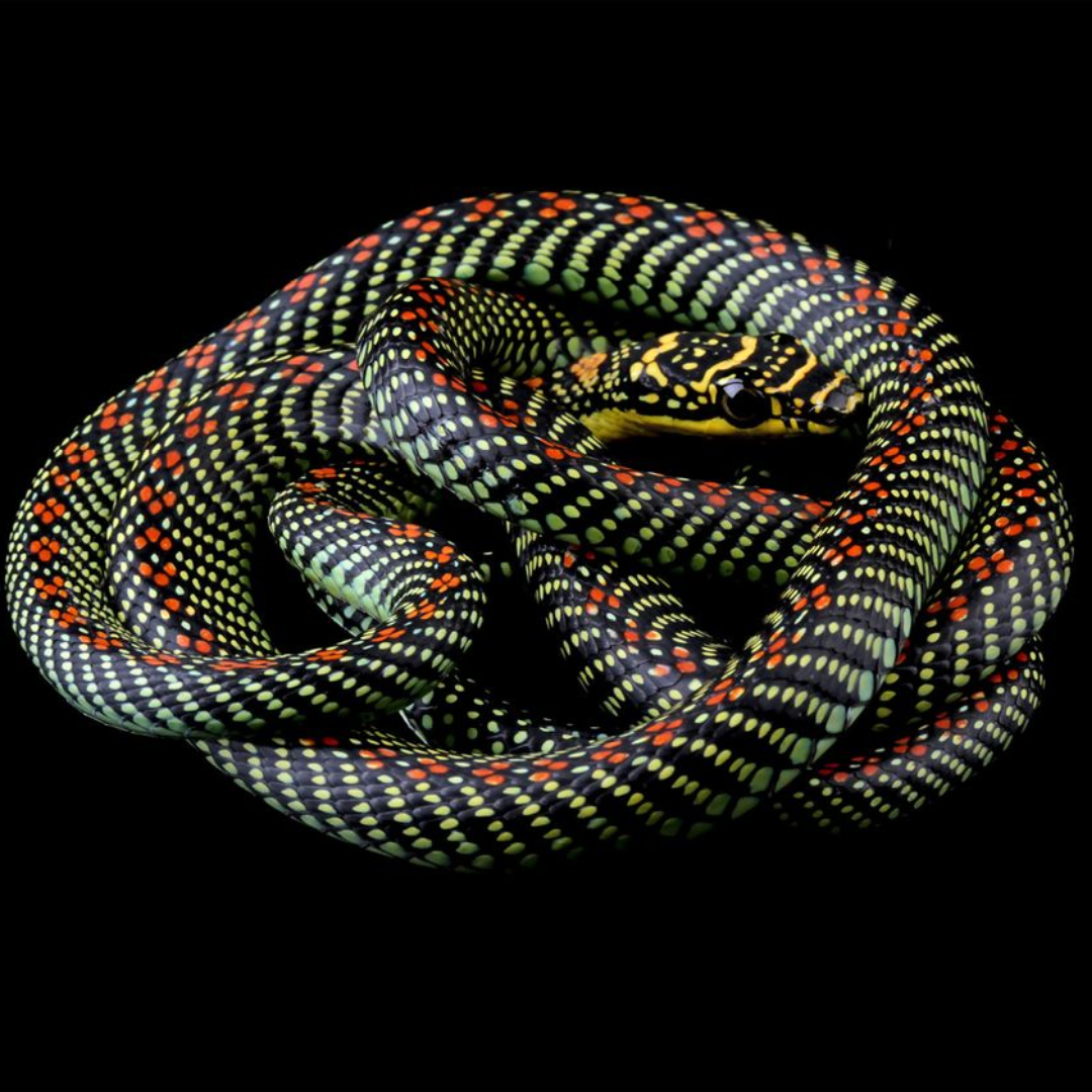 Paradise_Flying_Snake