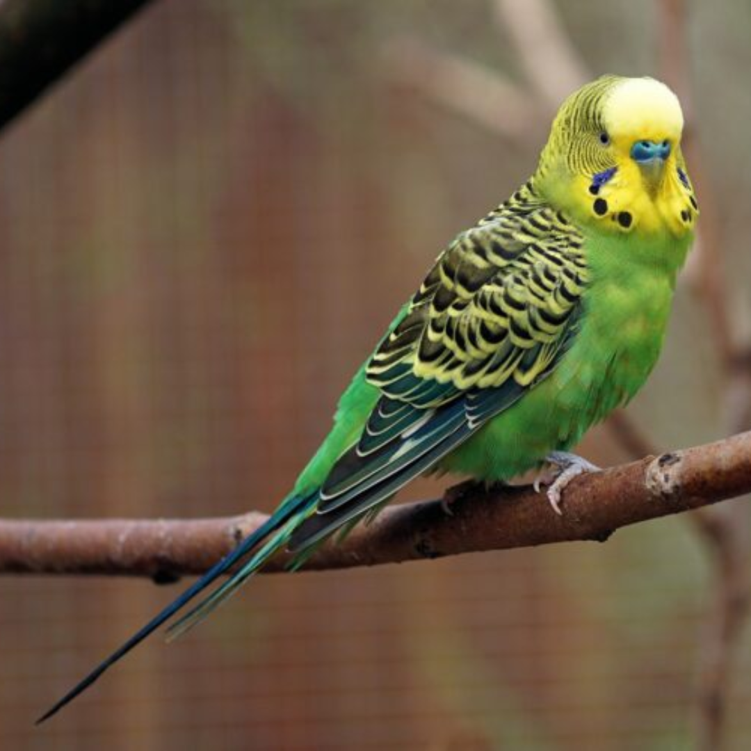 Parakeet