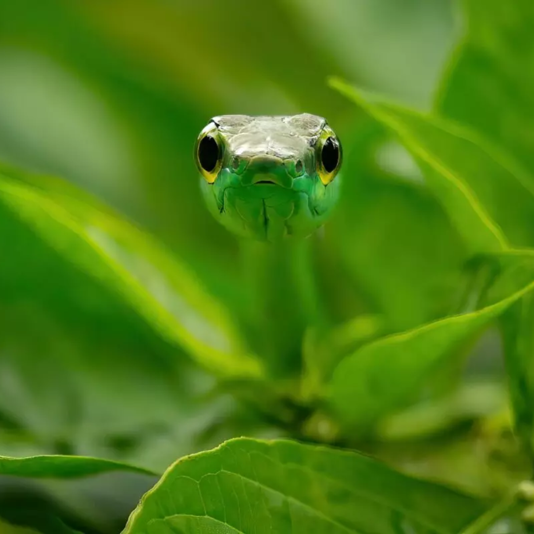 Parrot_Snake