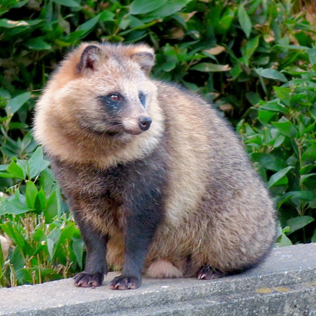 Raccoon_Dog