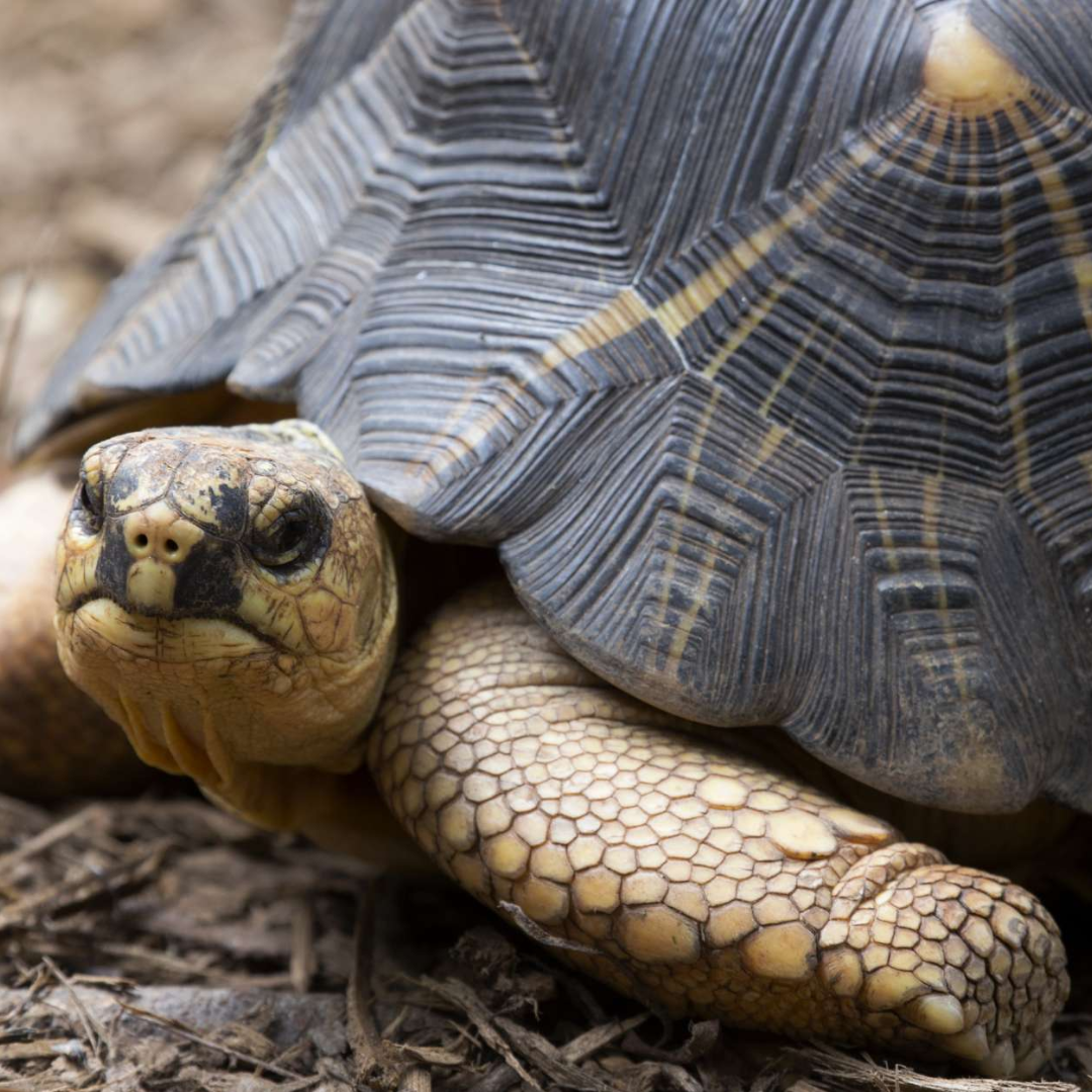 Radiated_Tortoise