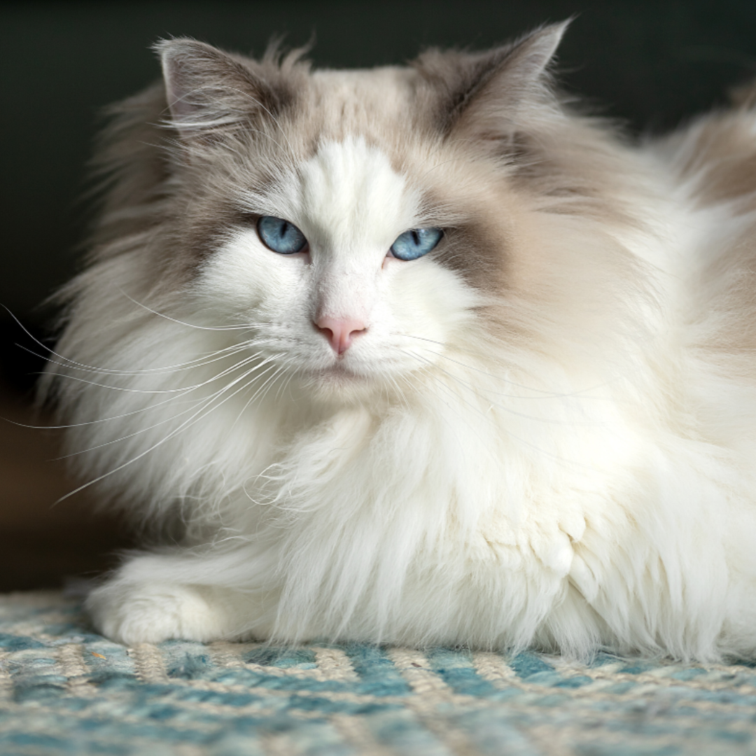 Ragdoll_Cat