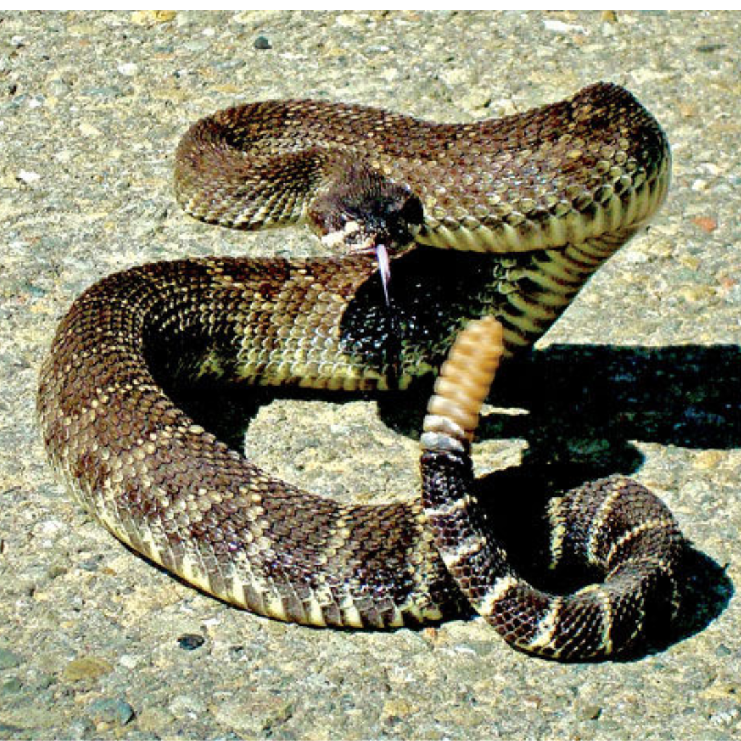 Rattlesnake