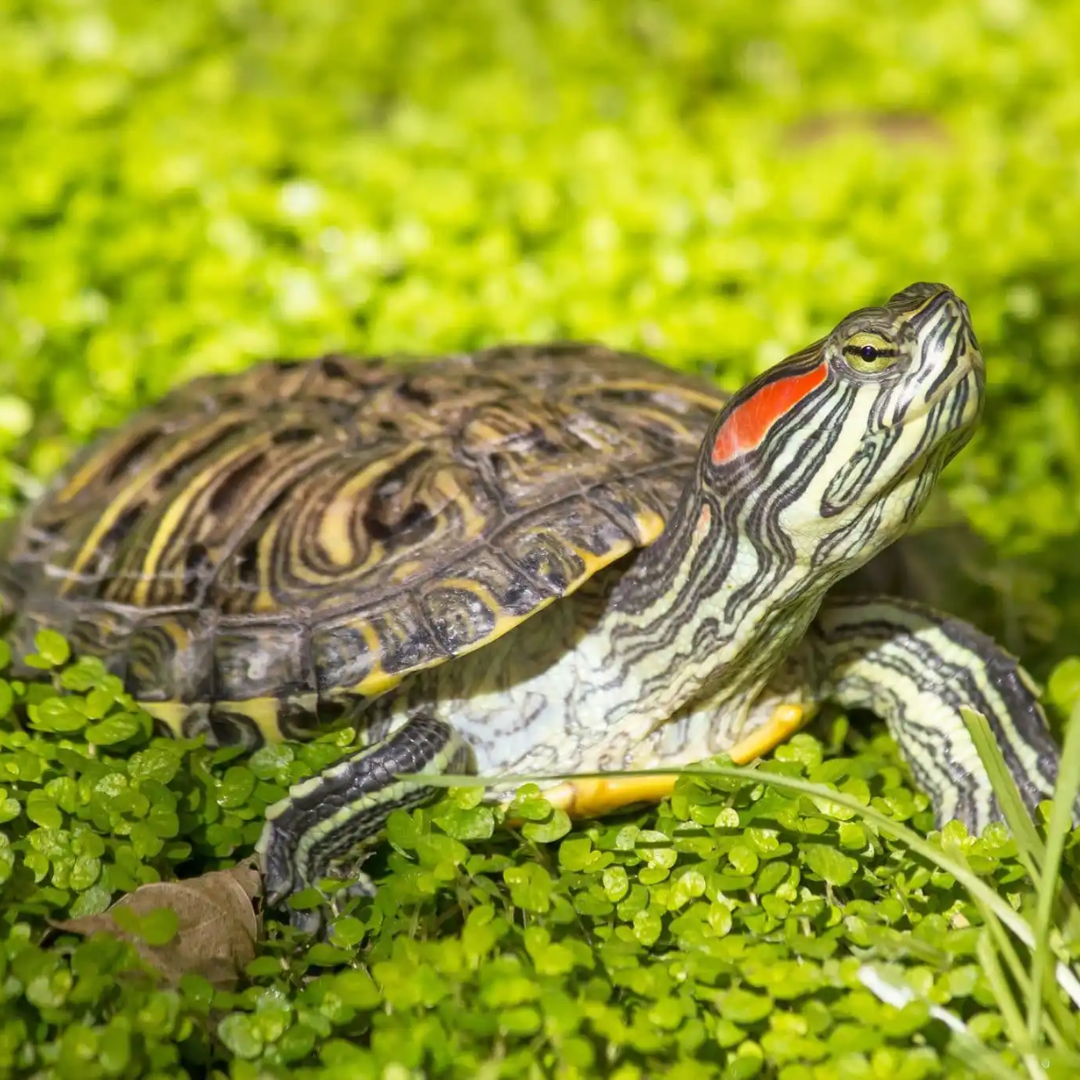 Red-eared_Slider_Turtle