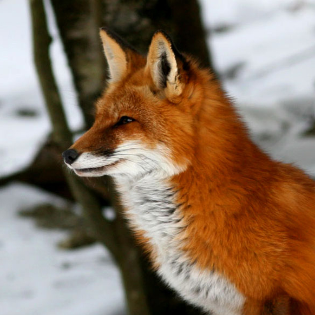 Red_Fox