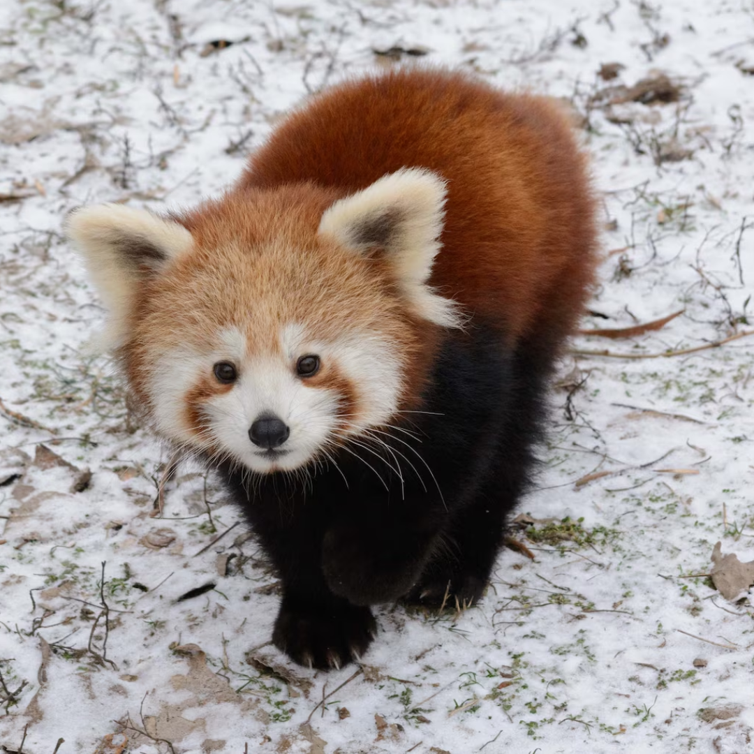 Red_Panda