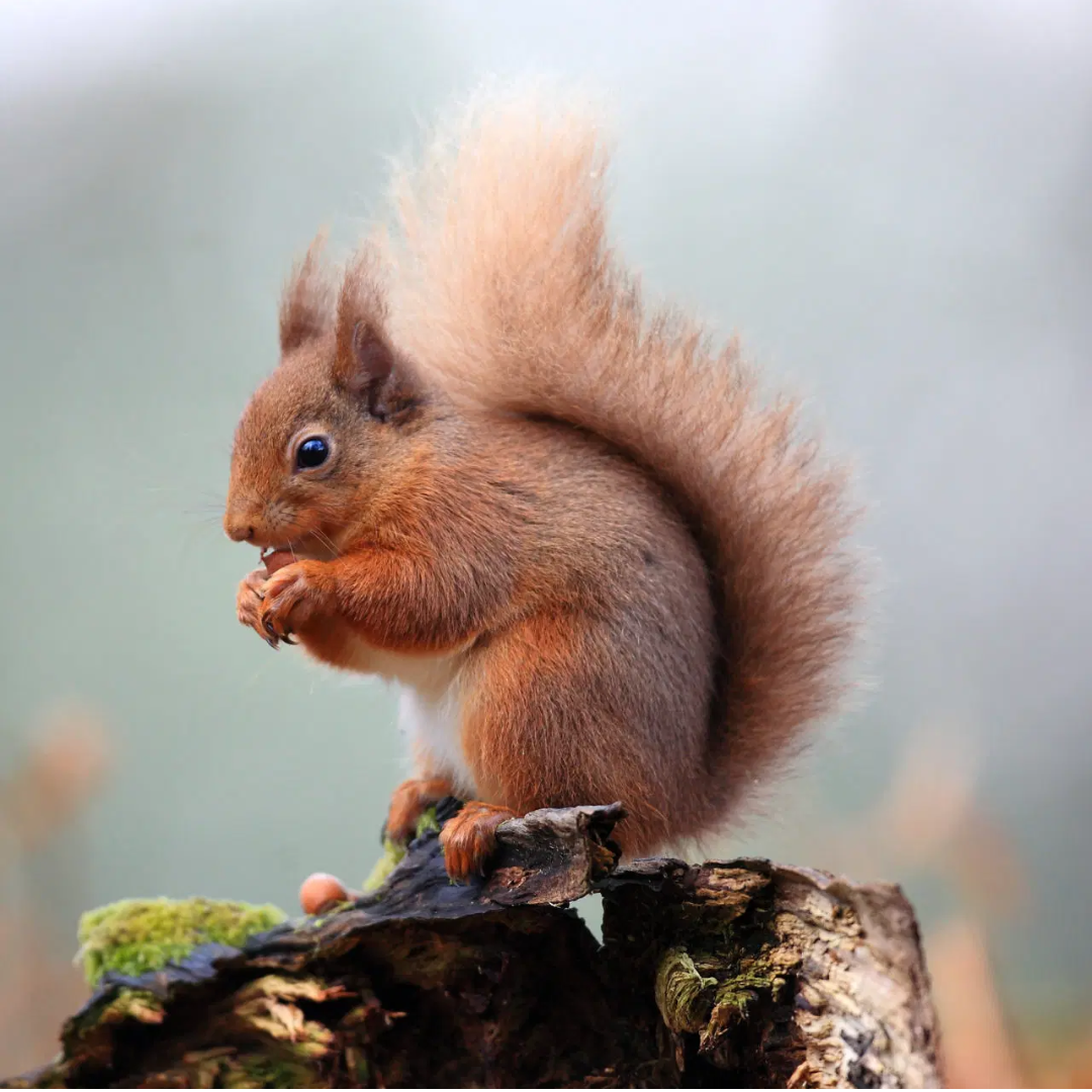 Red_Squirrel