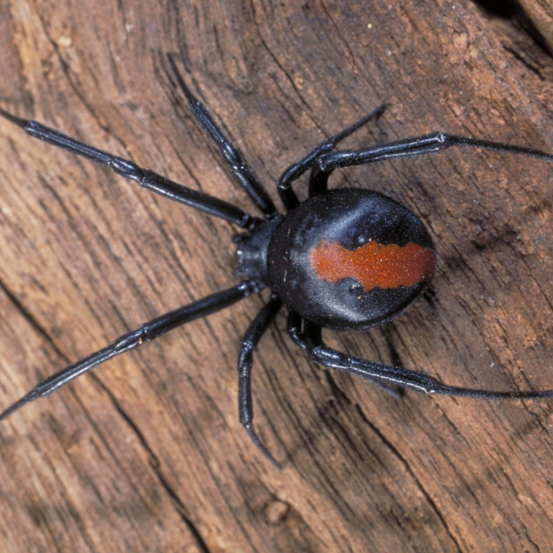 Redback_Spider