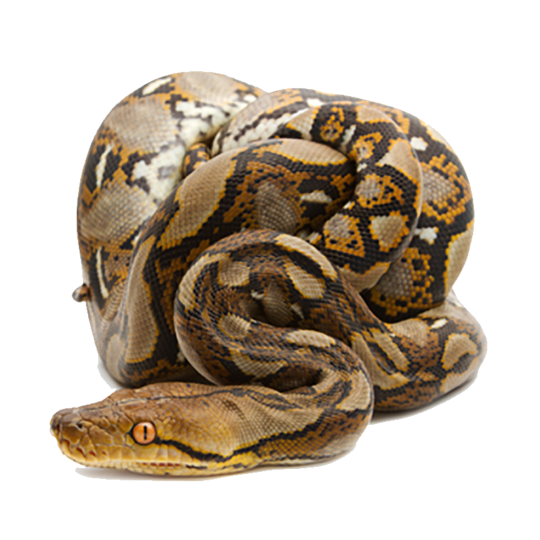 Reticulated_Python