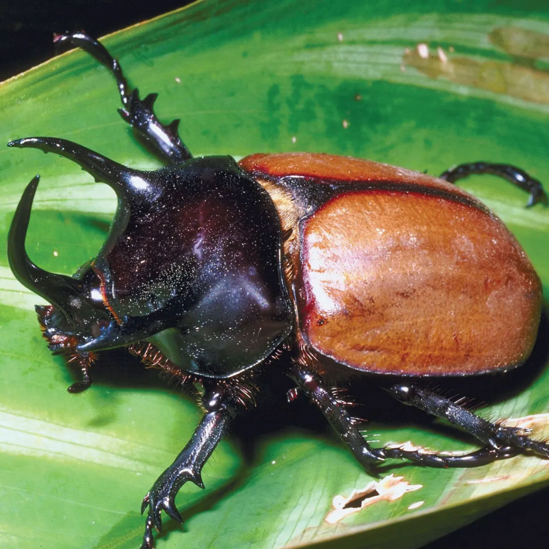 Rhinoceros_Beetle