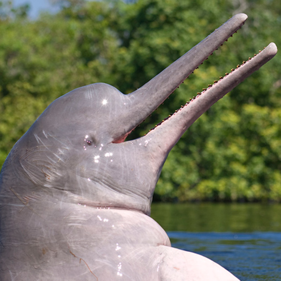 River_Dolphin