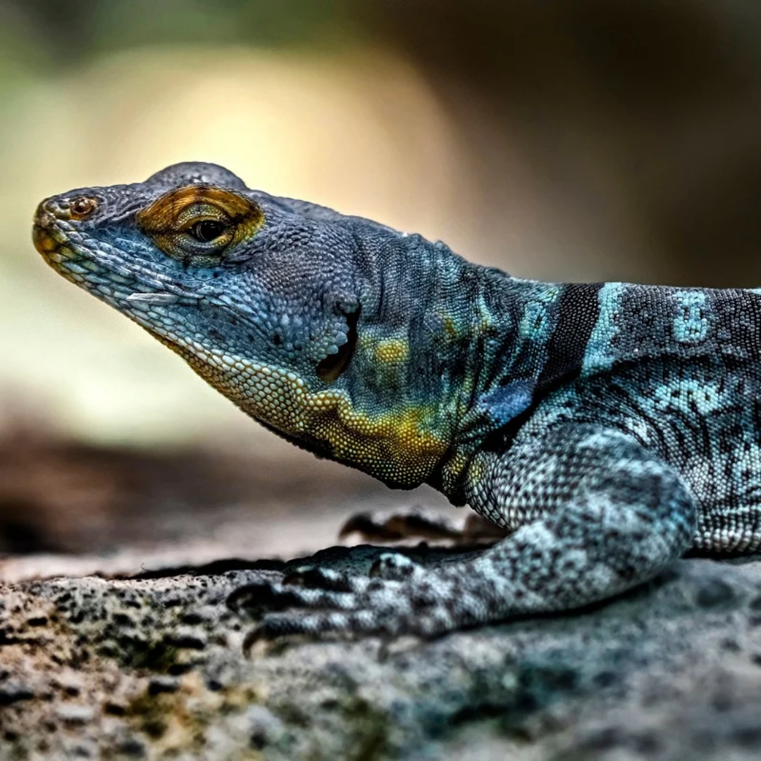 Rock_Lizard