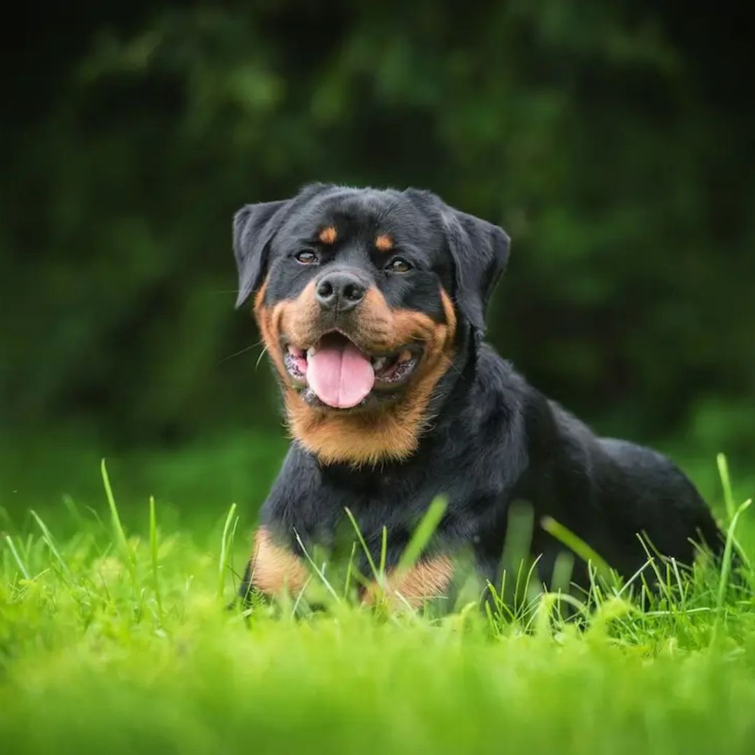 Rottweiler