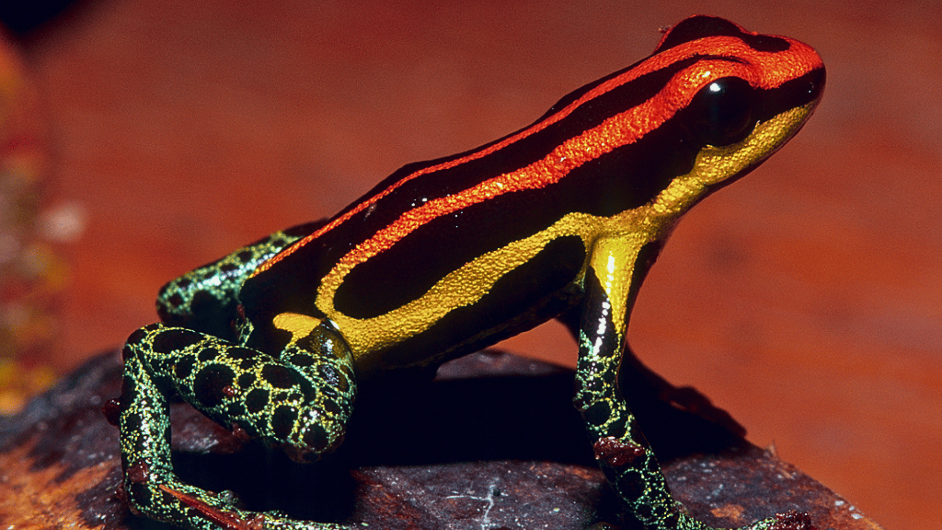 Uakari_Frog