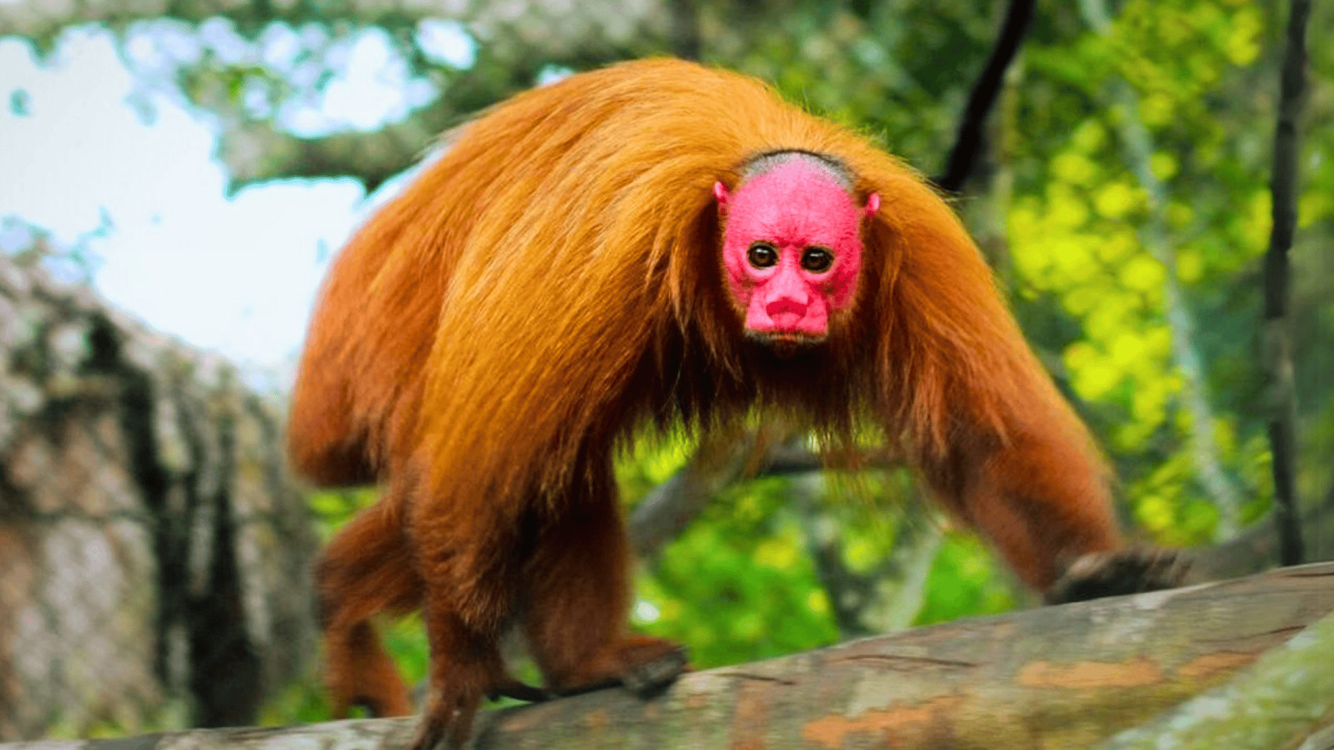 Uakari_Monkey