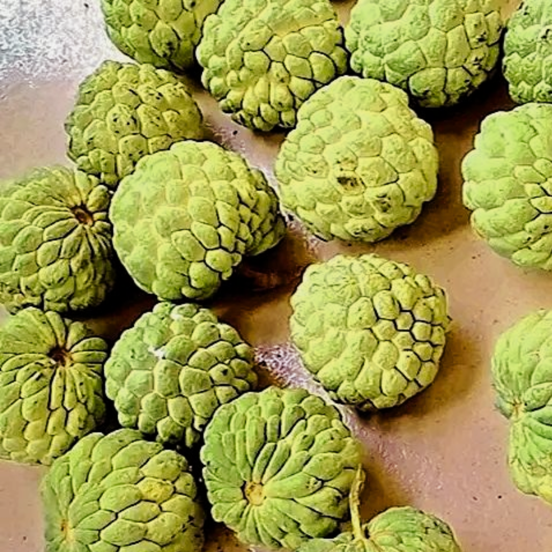 Ububese_African_Custard_Apple