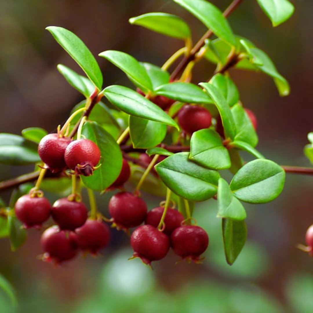 Ugni_Chilean_Guava_Ugni_Berries_Ugni_Blanc_Grape