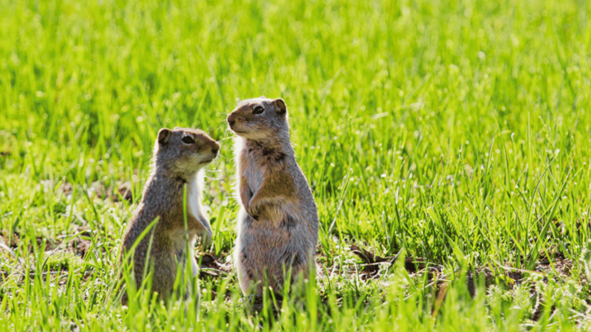 Uinta_Ground_Squirrel