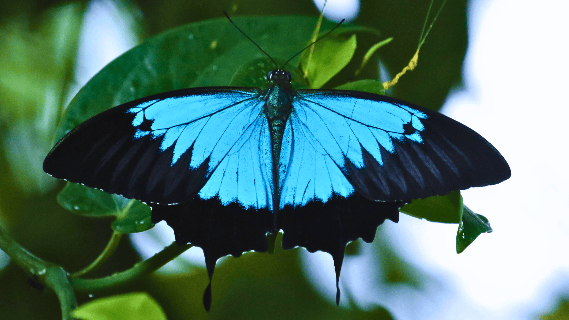 Ulysses_Butterfly