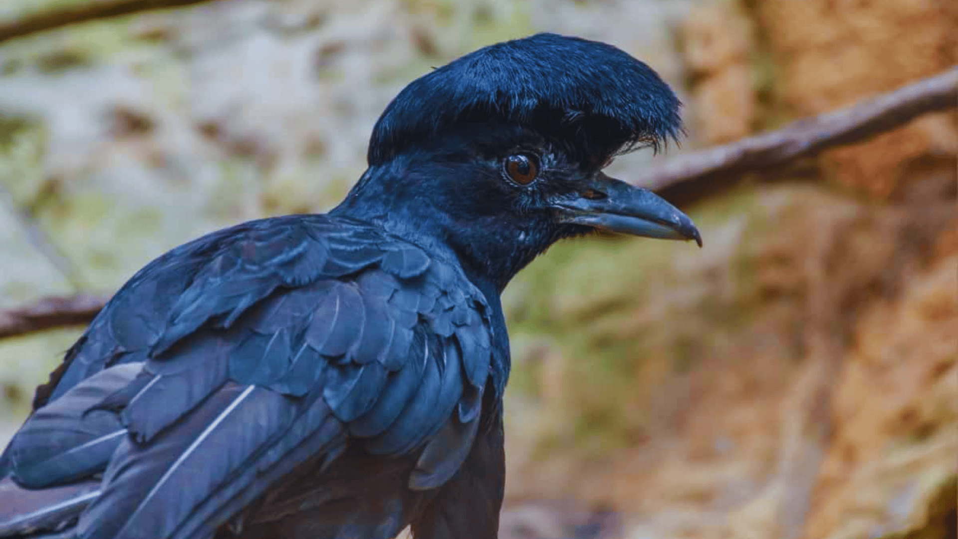 Umbrella_Bird