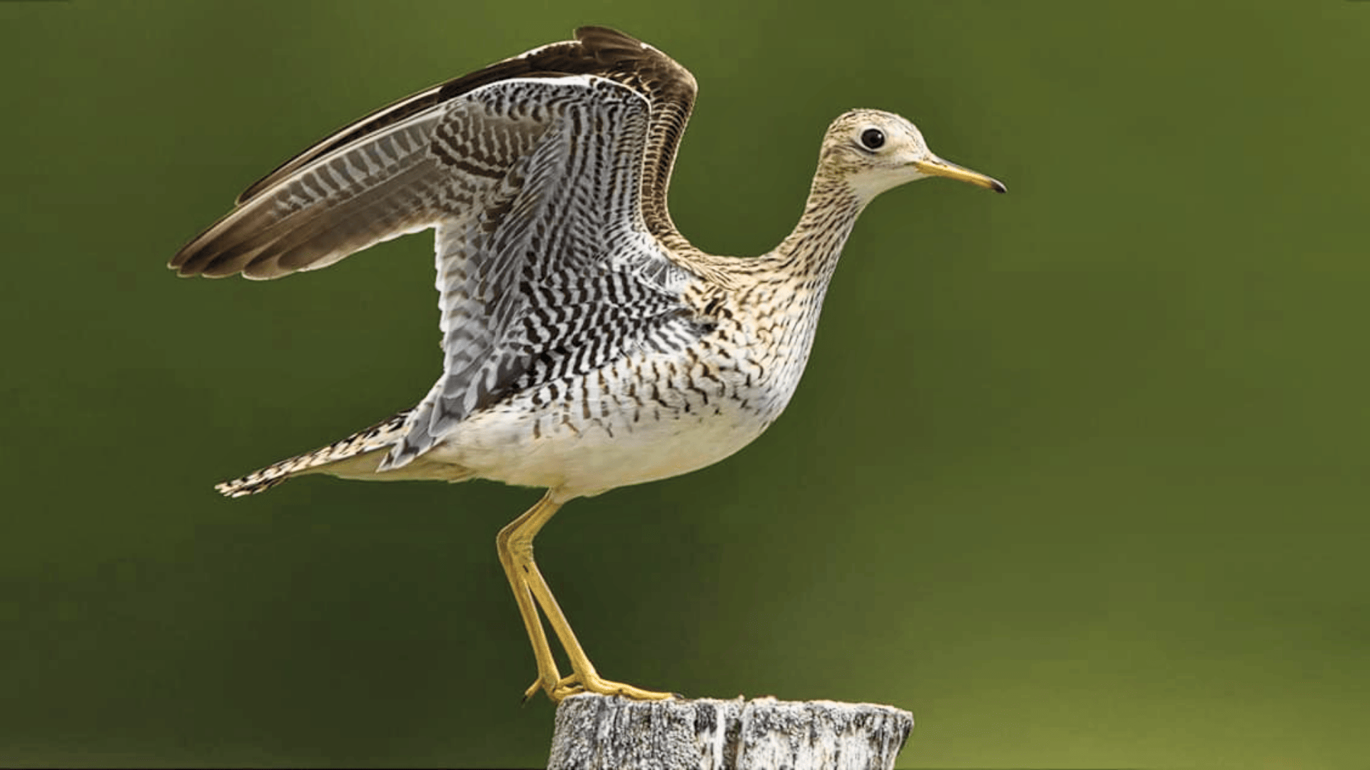 Upland_Sandpiper