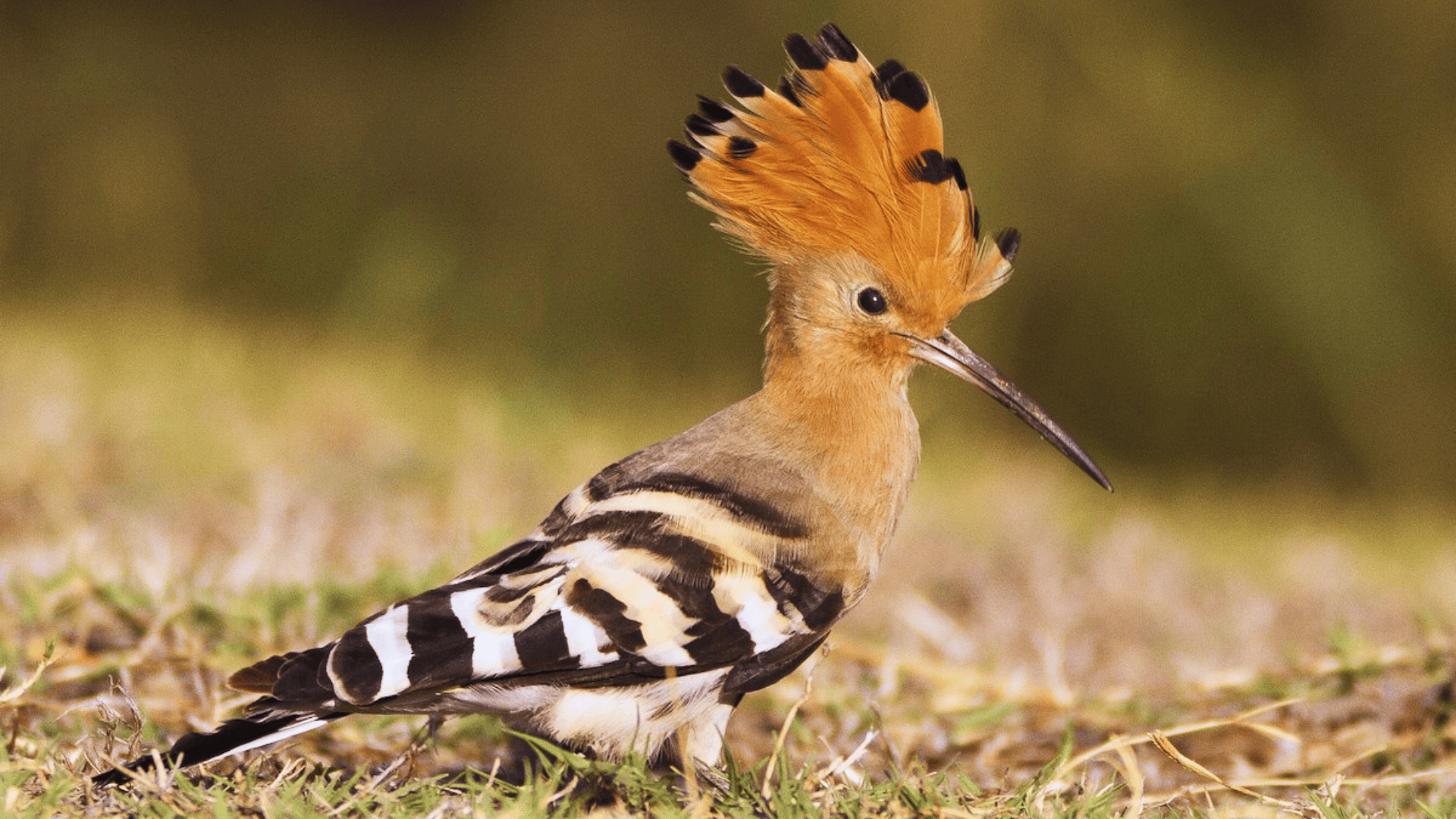 Upupa_Hoopoe_Bird