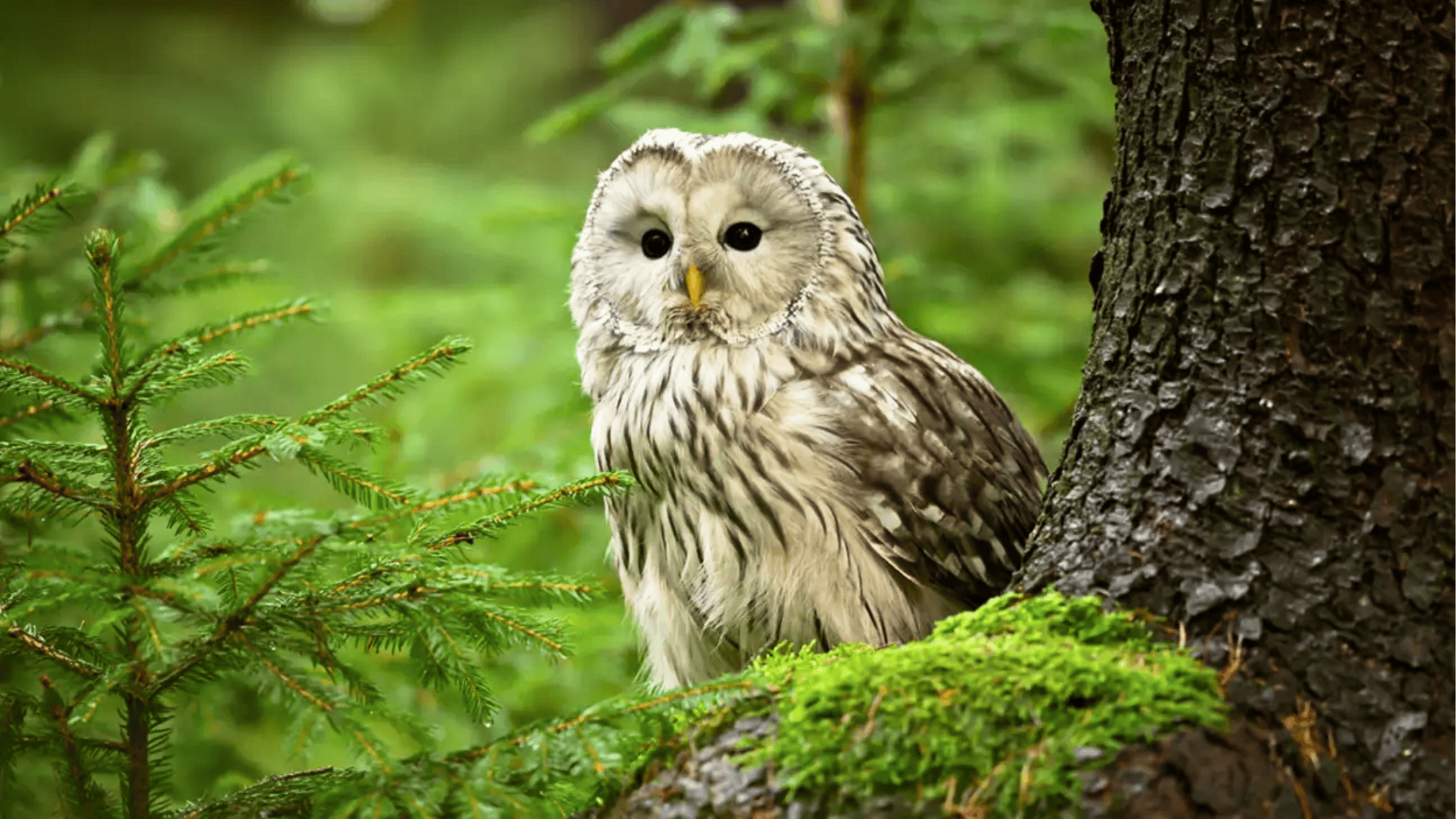 Ural_Owl