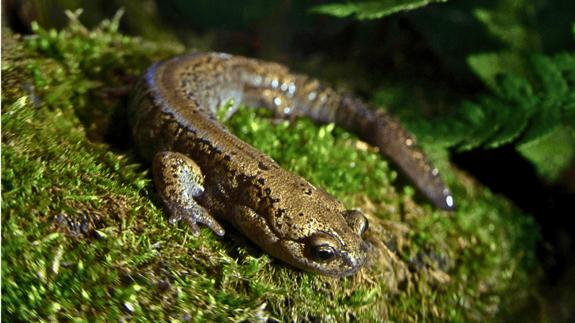 Ural_Salamander