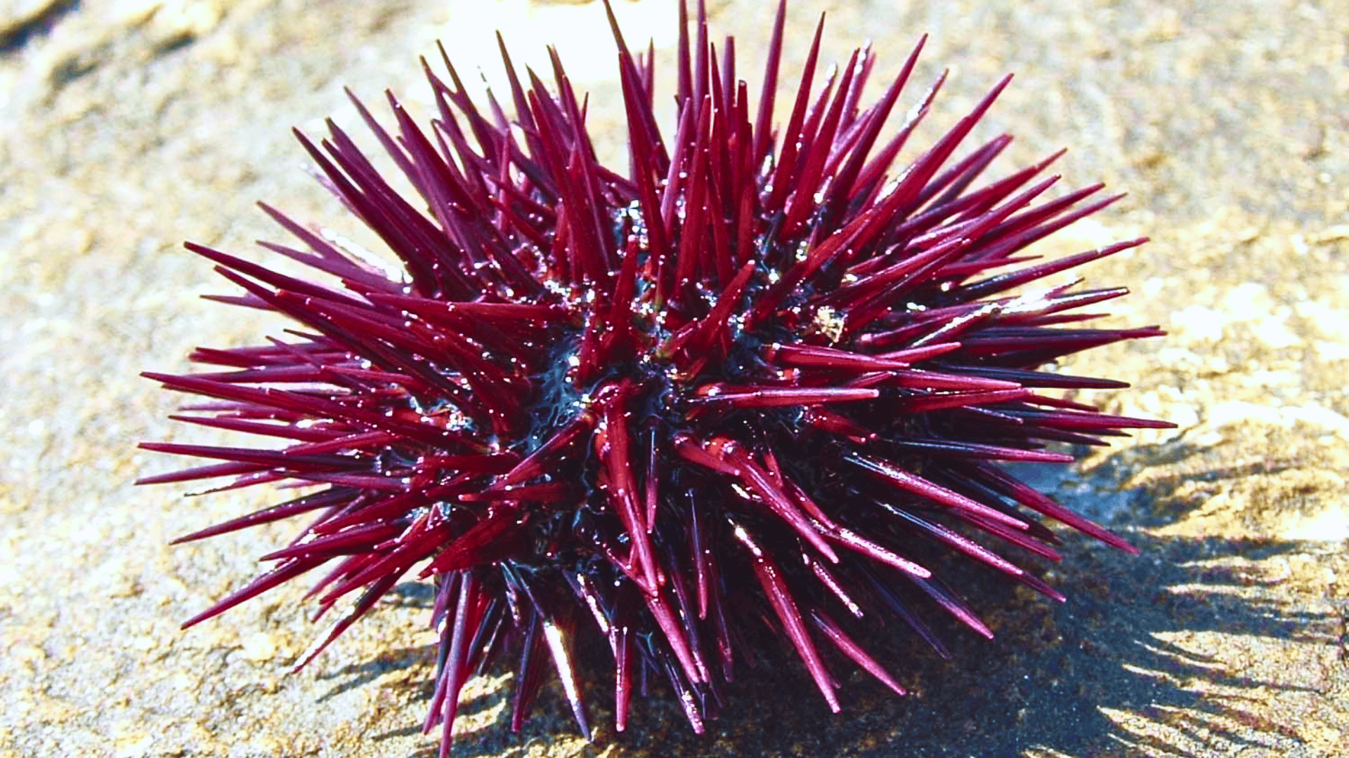 Urchin_Sea_urchin