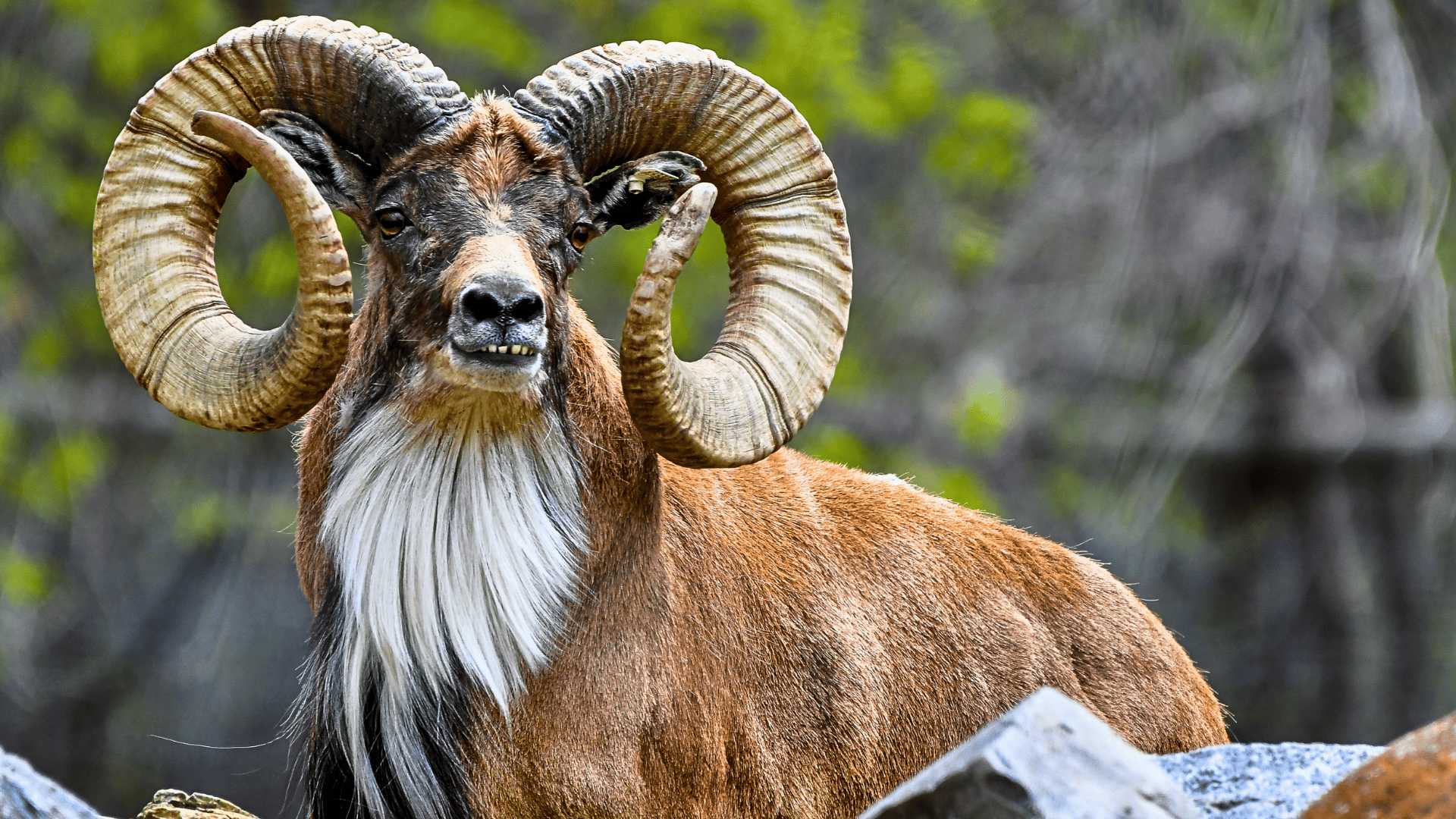 Urial