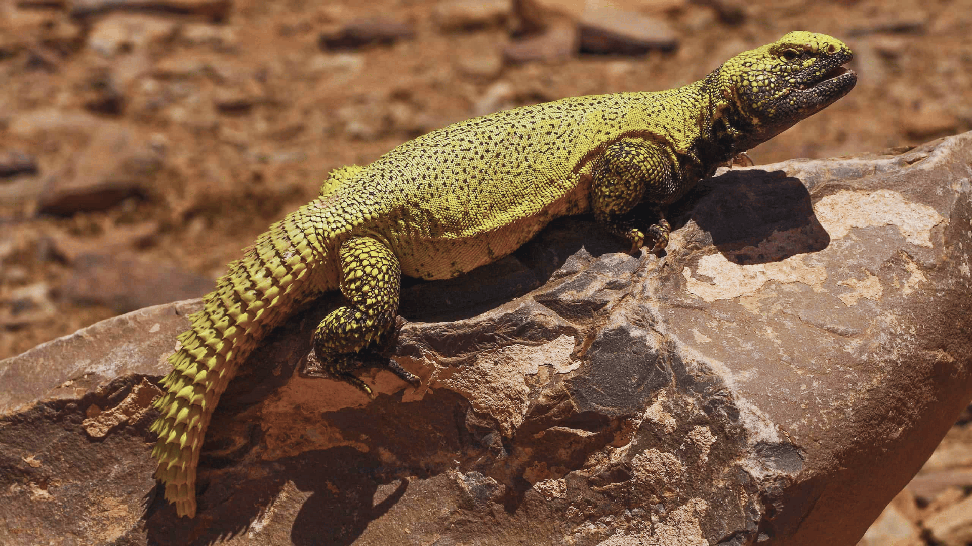 Uromastyx