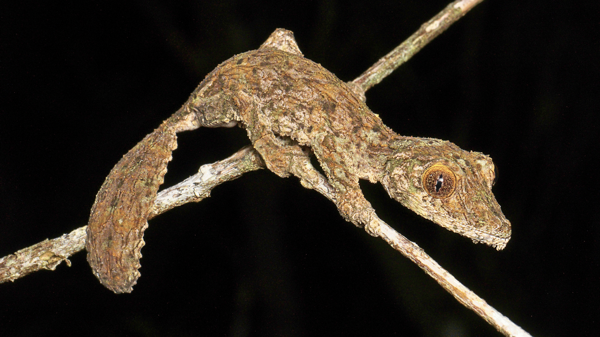 Uroplatus_Leaf-Tailed_Gecko