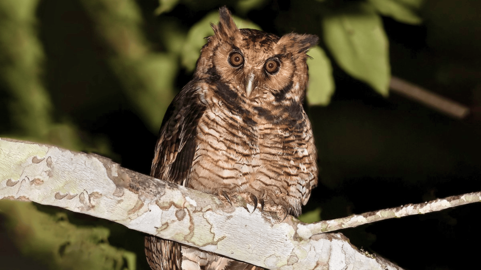 Usambara_Eagle-Owl